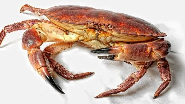 El Buey de Mar (Cancer pagurus)