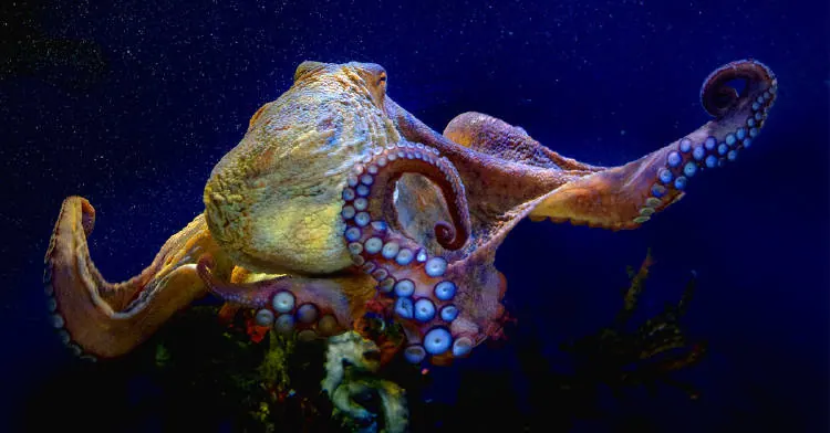 9 Curiosidades fascinantes sobre los pulpos