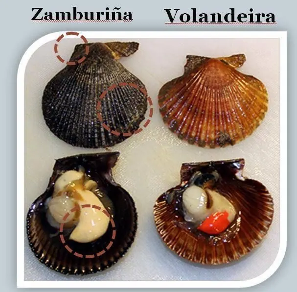 ¿Sabías las diferencias entre la zamburiña y la volandeira?